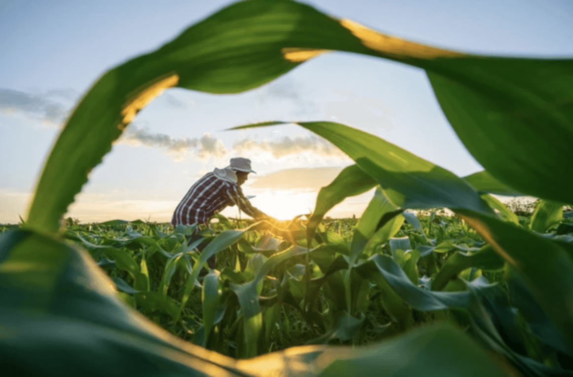 Xero for Agricultural Businesses Malaysia